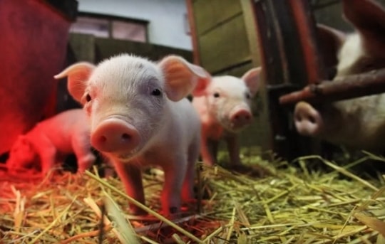 Tim lợn sẽ được cấy ghép cho... người?