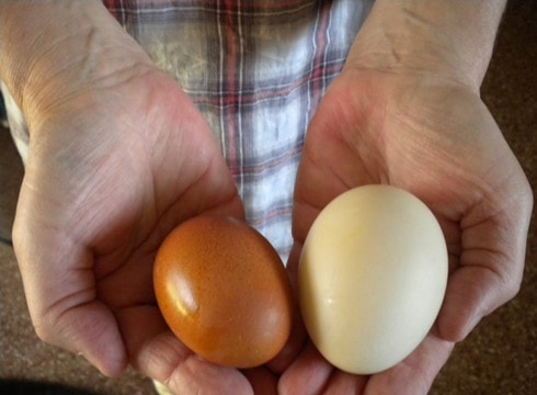 Trứng gà hay trứng vịt tốt hơn?