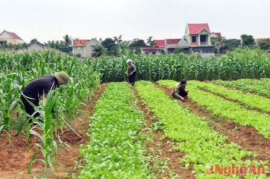 Diễn Châu quy hoạch lại các vùng sản xuất hàng hóa gắn với tiêu thụ