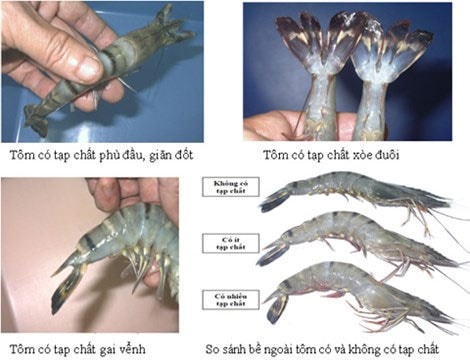 Người nuôi chia sẻ bí quyết nhận biết tôm bơm tạp chất