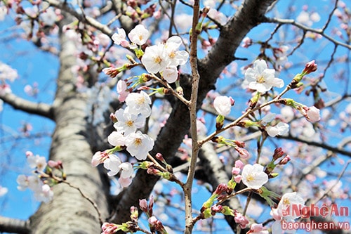 Hoa Anh đào - sự quyến rũ của đất nước Phù Tang