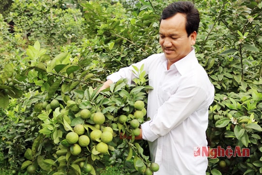 Chanh tứ mùa - hướng đi mới của nông dân Anh Sơn