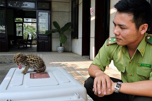 Mèo rừng quý hiếm lạc vào nhà dân