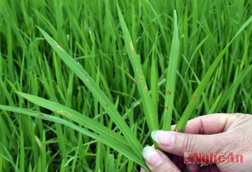 Ngăn chặn bệnh đạo ôn bùng phát