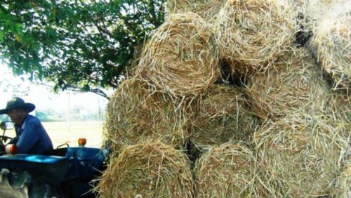 Thu 10 triệu mỗi ngày nhờ máy thu gom rơm