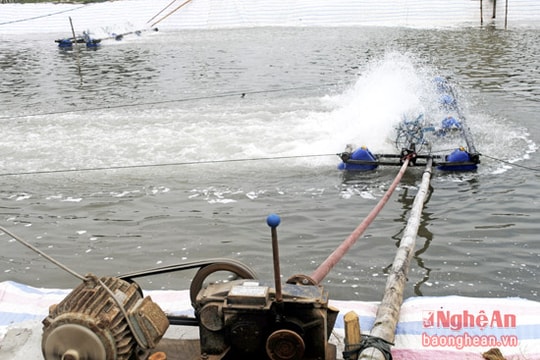 Hơn 200 ha ao đầm Nghệ An đã được thả tôm giống