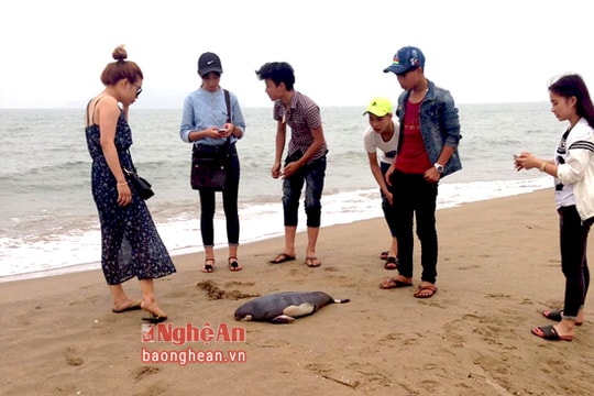 Cá voi dạt vào biển Cửa Lò - Nghệ An