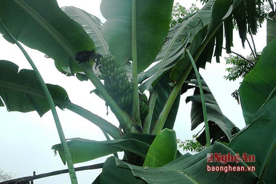 Kỳ lạ buồng chuối trổ ngược