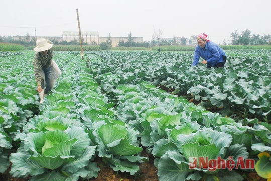 50% cơ sở sản xuất nông nghiệp ở Nghệ An ký cam kết sản xuất an toàn