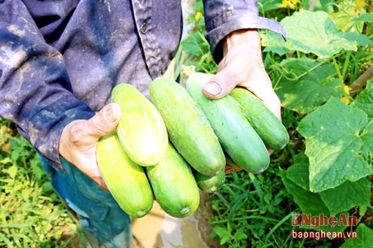 Anh Sơn: Dưa chuột trồng đất ruộng được mùa, được giá