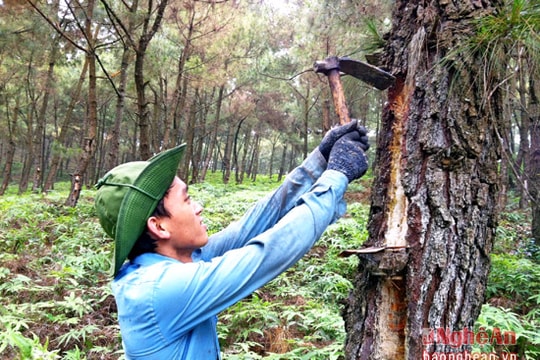 Hơn 23.000 ha rừng thông ở Nghệ An chưa được xử lý thực bì