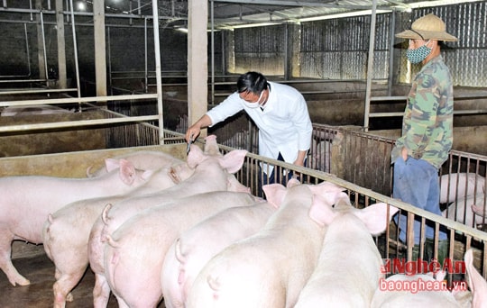 Tiêm phòng trong chăn nuôi: "Sắm trâu, tiếc chạc mũi"?