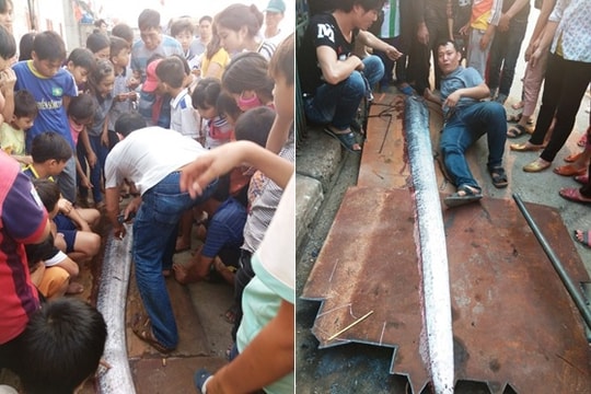 Nghệ An: Bắt được cá hổ rồng 'khủng' dài 3,6m