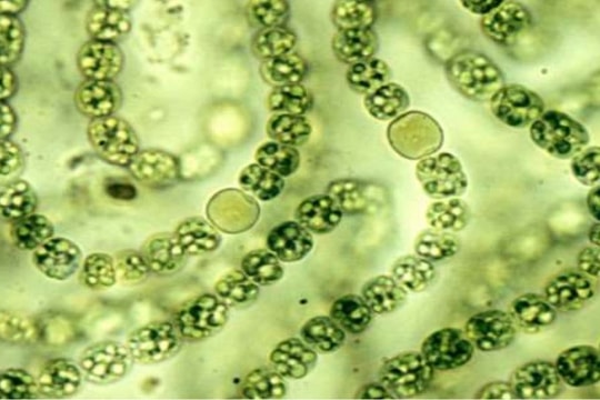 Tảo biển giúp chữa khỏi ung thư ác tính