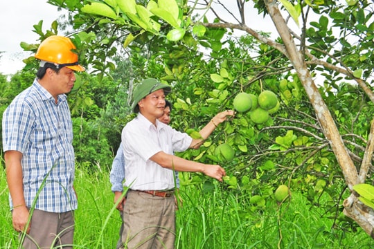 Thanh Chương: Tập trung phát triển những cây trồng chủ lực