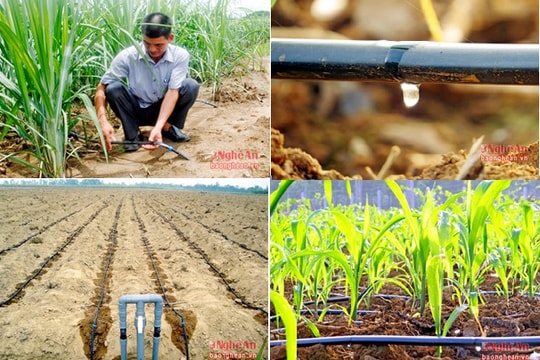 Nghệ An: Chống hạn bằng công nghệ tưới nhỏ giọt của Israel