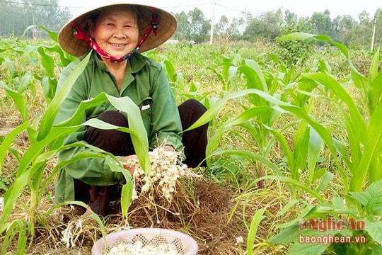 Trồng hành tăm thu nhập gấp 11 lần trồng lúa