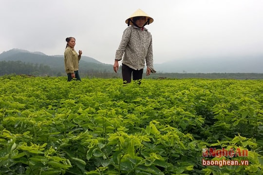 Thoát nghèo nhờ trồng rau ngót