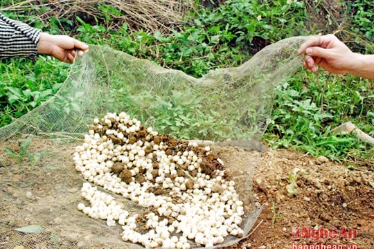 Độc và lạ ở Nghệ An: Trồng hành tăm trên lưới cước