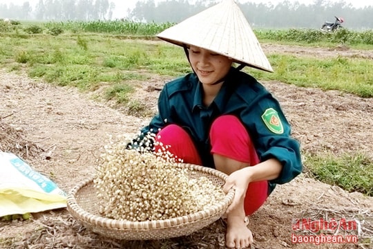 Hành tăm đang trở thành lúa gạo của nông dân vùng biển Diễn Châu