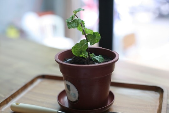 Ngỡ ngàng với 'chậu cây' ăn được