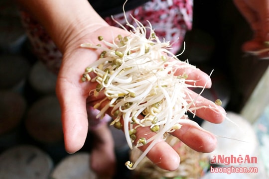 Ủ giá sạch thu lãi cao ở Anh Sơn