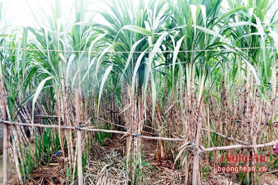 Đô Lương: Cả xã trồng mía giải khát