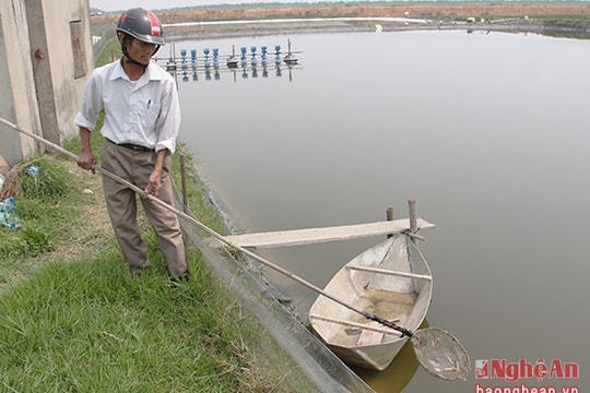TP.Vinh: Tôm thẻ chết hàng loạt