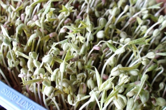 Giá đỗ tăng cường sinh lý