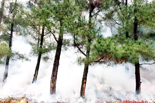 Nghi Lộc xử lý gần 800 ha thực bì phòng cháy rừng