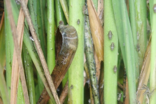 1.400 ha lúa ở Nghệ An đang bị bệnh khô vằn và rầy nâu