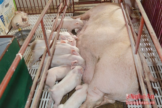 Nuôi lợn nái ngoại lãi trên 2 tỷ đồng