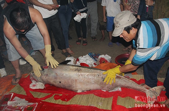 Kỳ bí nghĩa địa cá voi ở Nghệ An