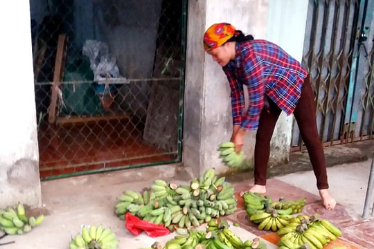 Nghệ An: Chuối xuất khẩu ra... chợ nội tỉnh