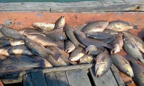 Thủ tướng chỉ đạo rà soát, hỗ trợ ngư dân thiệt hại vì cá chết hàng loạt