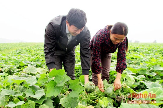 Trồng bí đỏ 70 ngày, thu lãi 100 triệu đồng