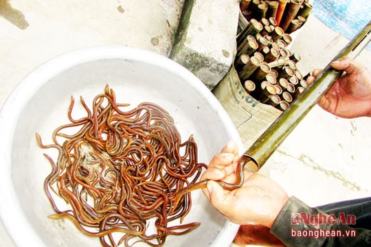 Kỹ năng bắt lươn bằng trúm độc đáo ở Nghệ An