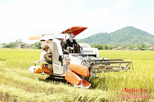 Nghĩa Đàn phấn đấu đạt tổng sản lượng lương thực 48.000 tấn