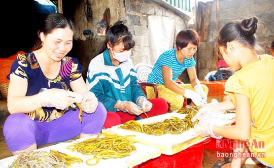 Sơ chế lươn đồng - nghề hái ra tiền ở Yên Thành