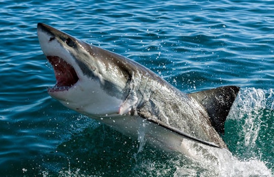 Bali: Cá mập dài 2 mét tấn công khách du lịch