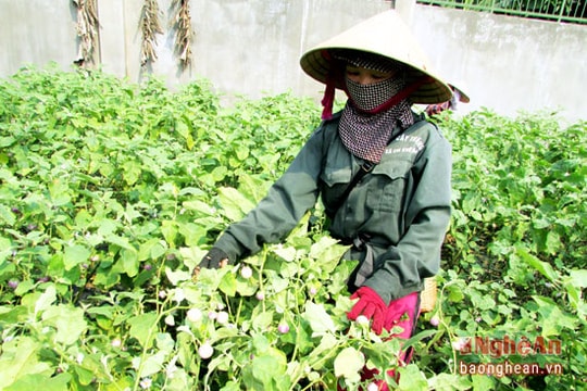 Nghệ An: Trồng cà pháo phủ ni lông thu nhập hàng trăm triệu đồng/ha