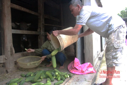 Nông dân Nam Đàn khóc ròng vì giá dưa rớt thảm