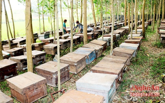 Nghề nuôi ong du mục