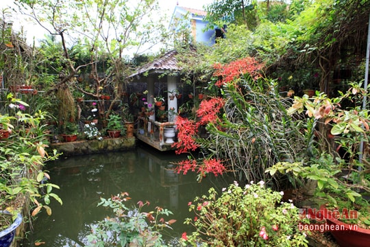 Hương lan rừng trong phố