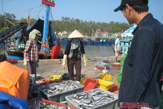 Quỳnh Lưu: Ngư dân bị ép giá khi bán hải sản