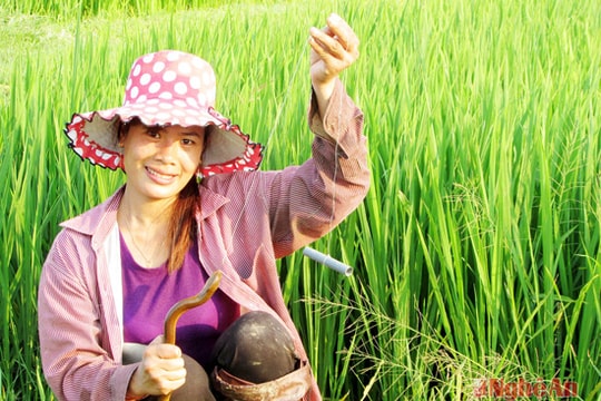 Eel-fishing in Nghe An