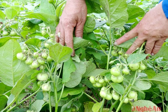 Cà xanh Yên Thành được mùa rớt giá