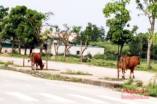 Đường 72m thành nơi thả bò và điểm tập lái