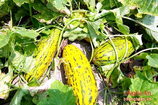 Trồng dưa bở thu 200 triệu đồng/ha