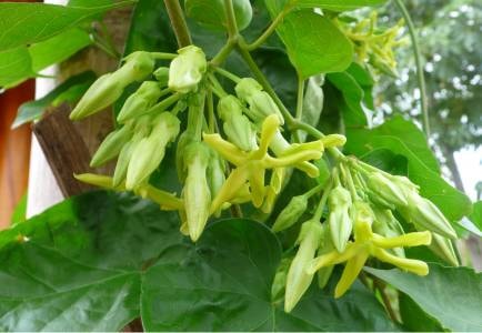 Trồng hoa thiên lý thu nhập cao gấp 3 lần các loại rau màu khác